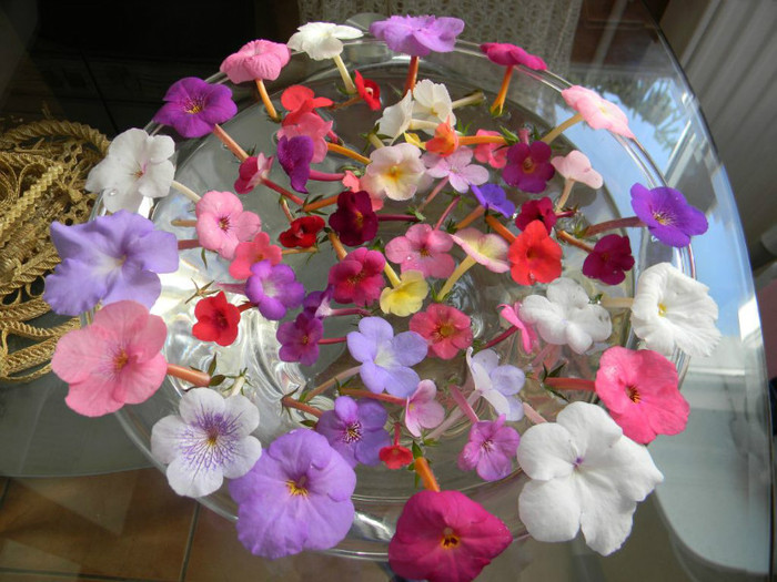 Grup 20-07-2012'' - ACHIMENES  - varietati