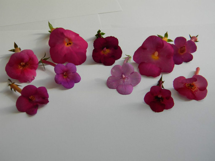 Grup C - ACHIMENES  - varietati