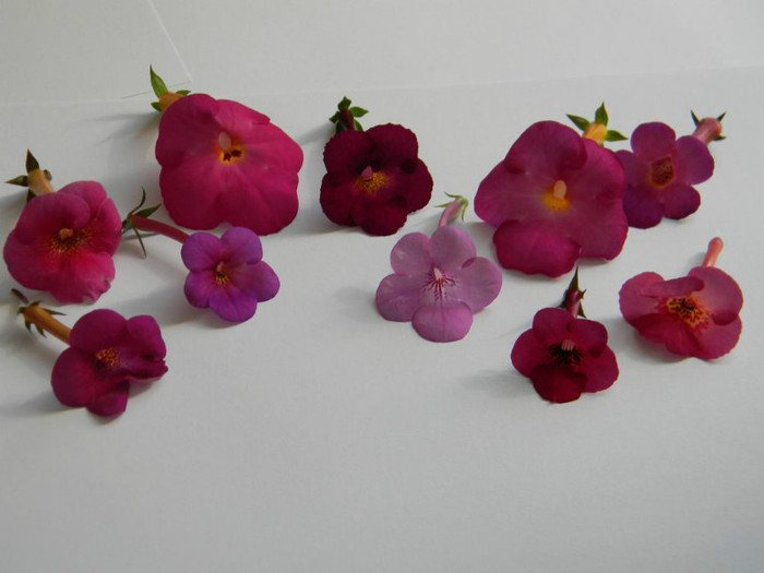 Grup C' - ACHIMENES  - varietati