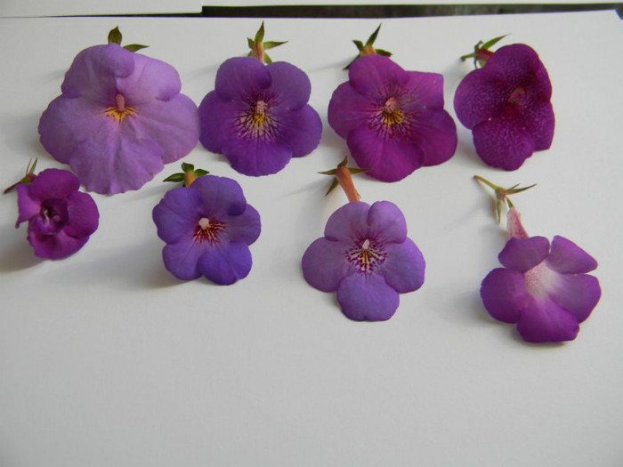 Grup M - ACHIMENES  - varietati