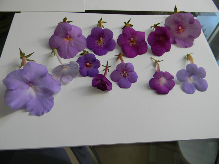 Grup M' - ACHIMENES  - varietati