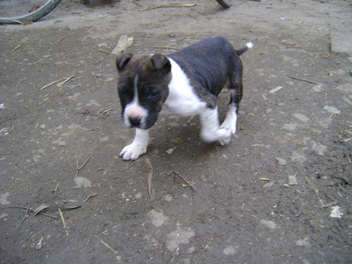 DSC03154 - Amstaff