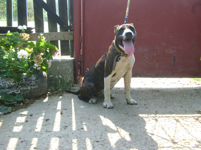 DSC03324 - Amstaff