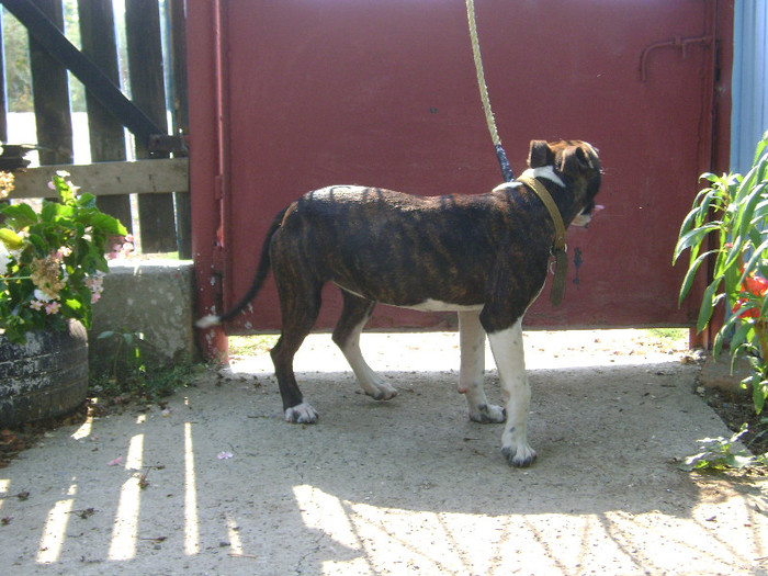 DSC03326 - Amstaff