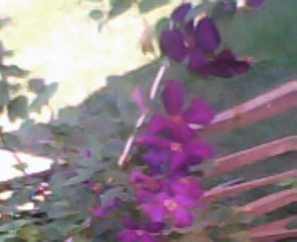 IMG0008A - florile mele iulie 2012