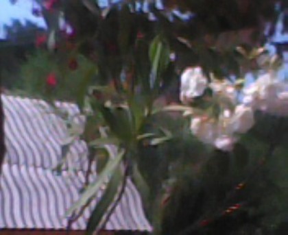 IMG0020A - florile mele iulie 2012