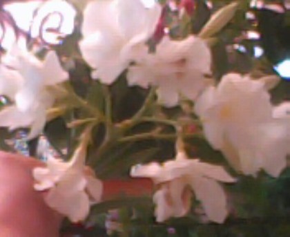 leandru alb - florile mele iulie 2012