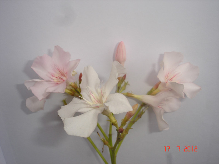 Alsace - roz deschis, pal