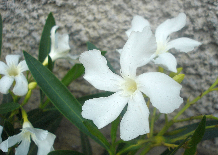 alb simplu - Soeur Agnes - alb simplu