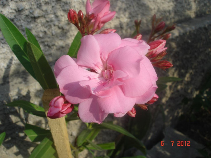 roz d - Roz dublu - Splendens