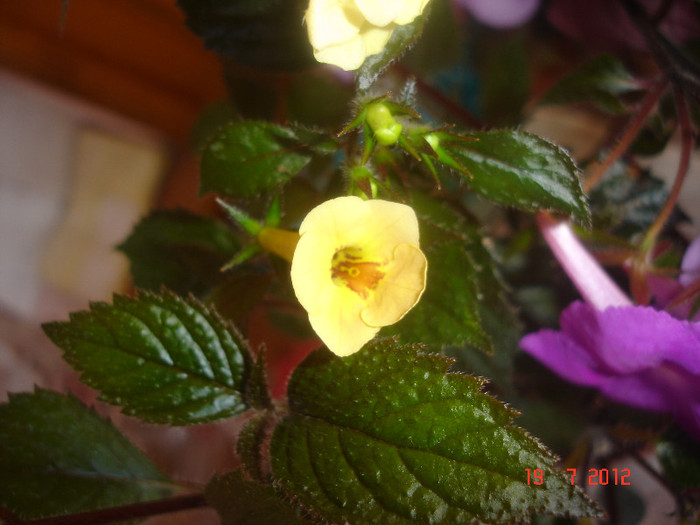 DSC05270 - Achimenes