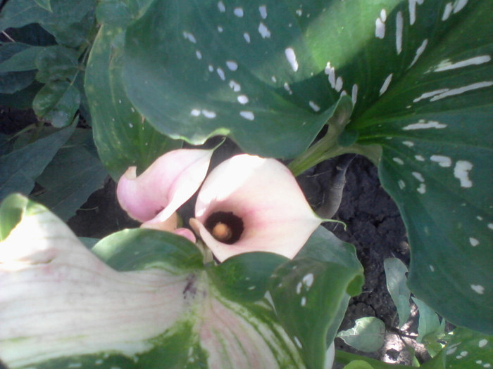 Fotografie-0078 - flori de gradina 2012-2