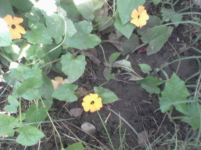 Fotografie-0080 - flori de gradina 2012-2