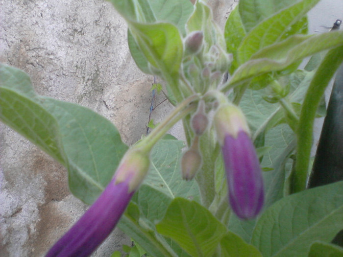 Fotografie-0082 - flori de gradina 2012-2