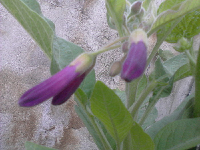 Fotografie-0083 - flori de gradina 2012-2