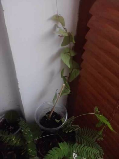 passi vitifolia -multumesc ramona