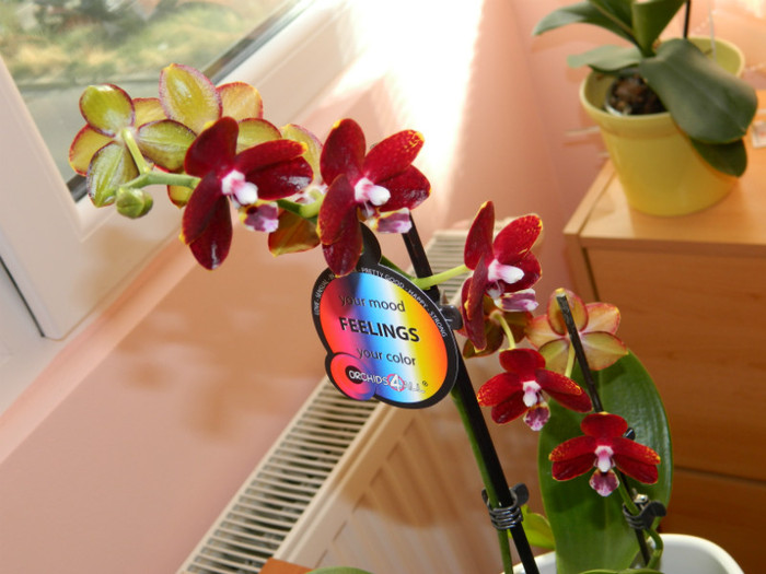 DSCN0546 - Phalaenopsis parfumat