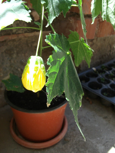 Picture 276 - Abutilon