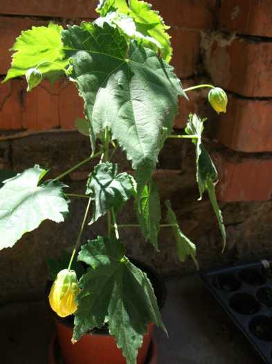 Picture 281 - Abutilon