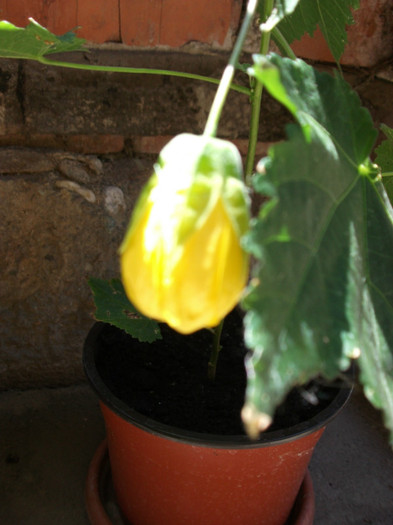 Picture 282 - Abutilon