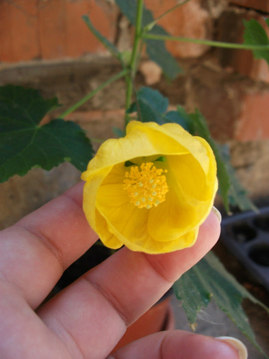 Picture 295 - Abutilon