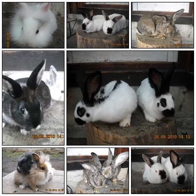 7 rase de iepuri