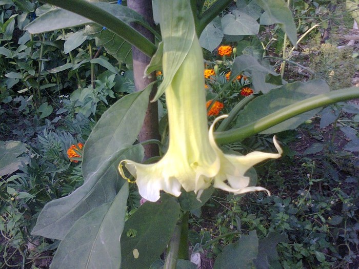 Fotografie0479 - Brugmansii si datura 2012