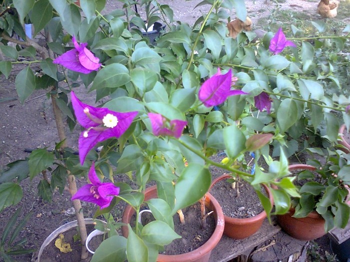  - A-Flori 2012