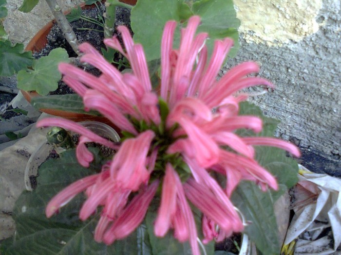  - A-Flori 2012