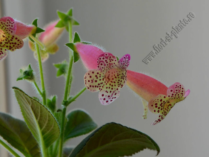 Kohleria GG Fairy Dust; 2012
