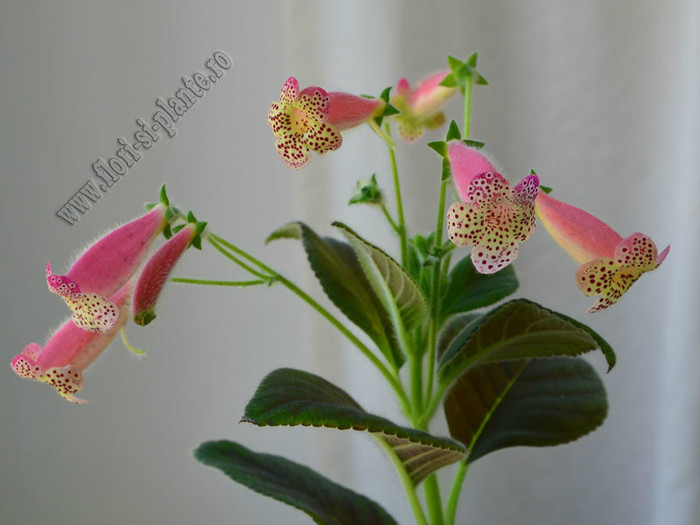 Kohleria GG Fairy Dust; 2012
