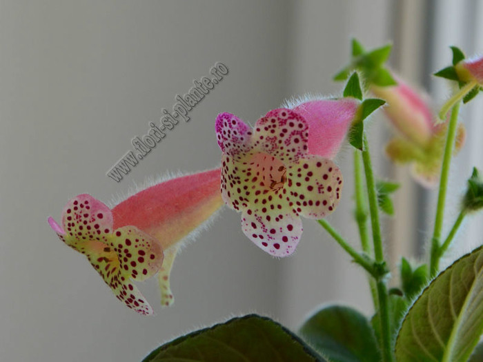 Kohleria GG Fairy Dust; 2012
