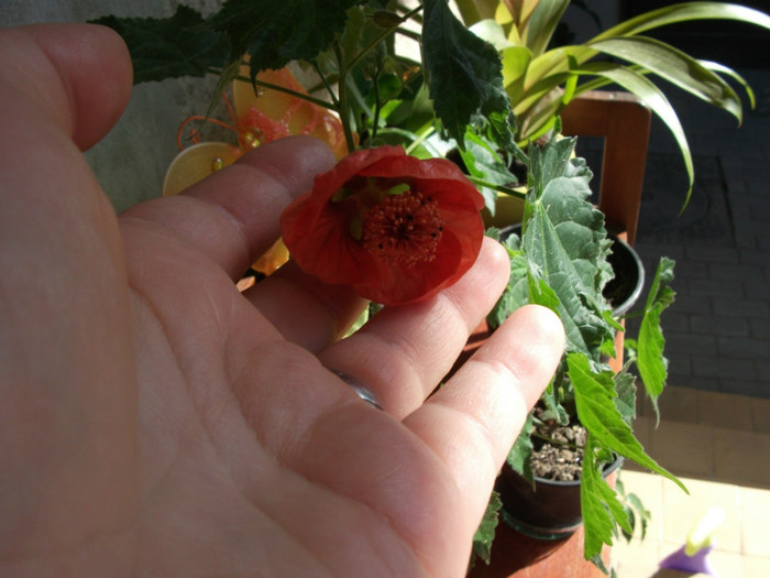 Picture 289 - Abutilon