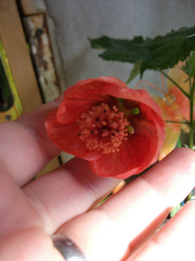 Picture 290 - Abutilon