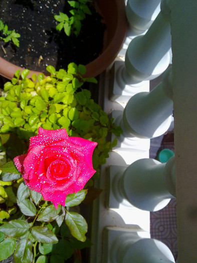 200720122996 - florile din balcon