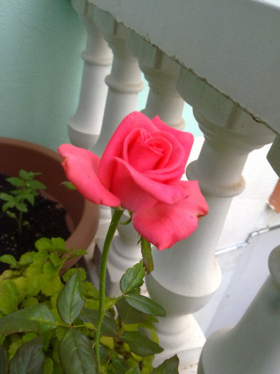 200720122990 - florile din balcon