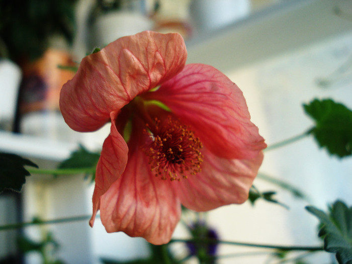 abutilon (merylou )(20-07-2012)1 - Alte flori