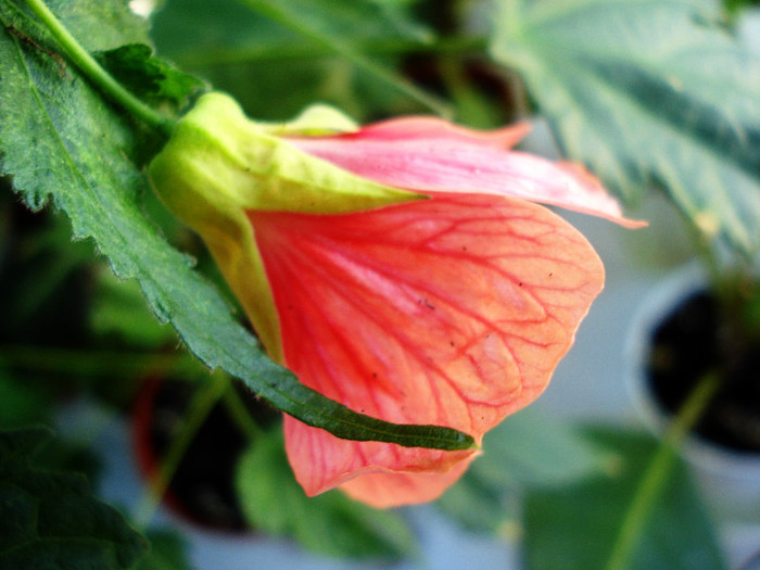 abutilon (merylou) (20-07-2012)2 - Alte flori