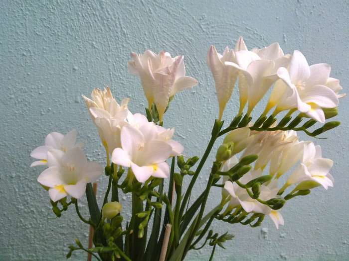 130420121040 - florile din balcon