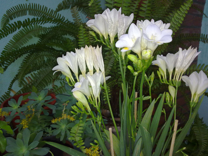 130420121042 - florile din balcon