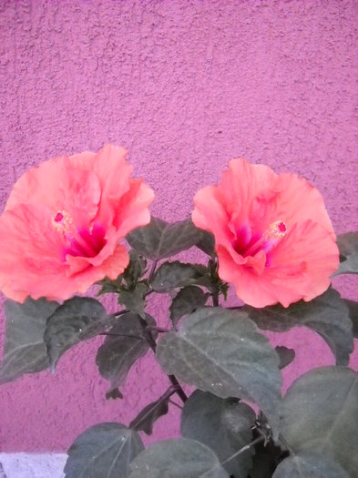 19 .o7.2012 - HIBISCUS - 2012