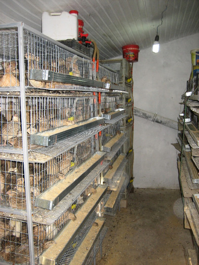  - 1   P R E P E L I T E