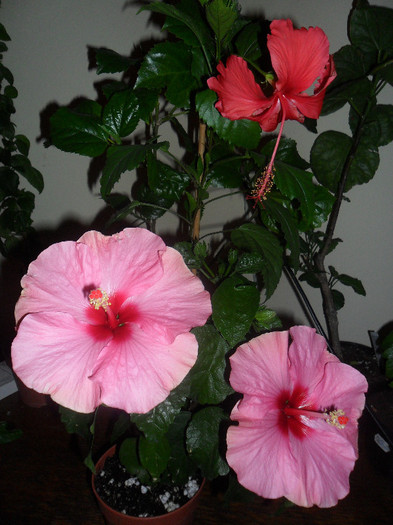 Hibiscus grup