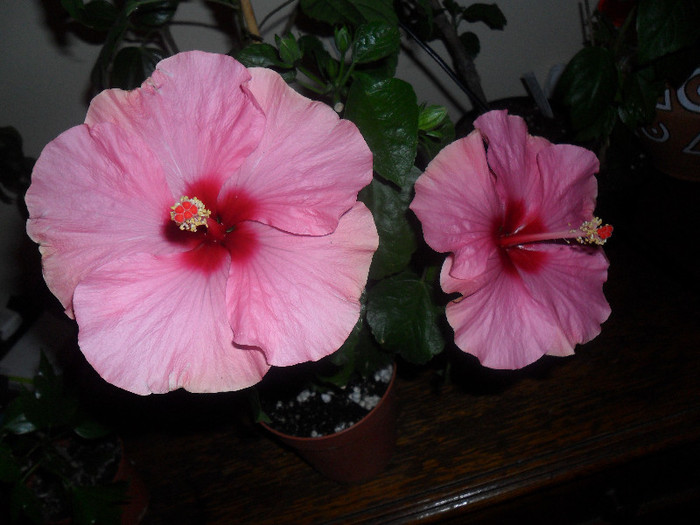 Hibiscus Long Life