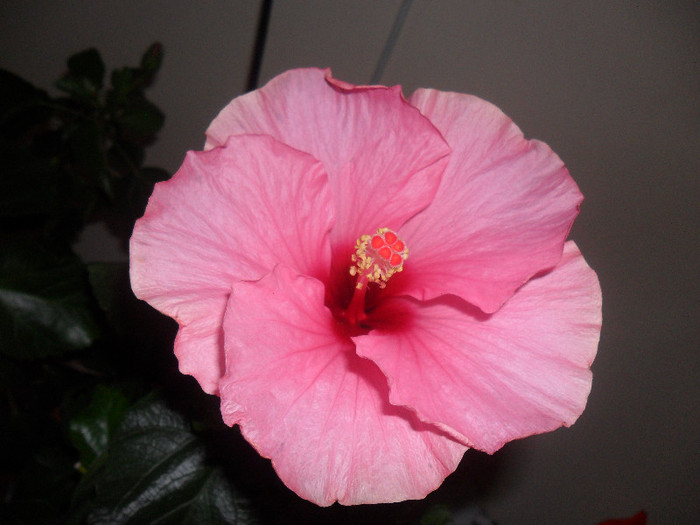 Hibiscus Long Life