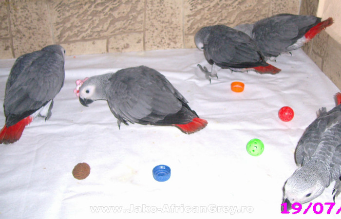 papagali Jako African Grey