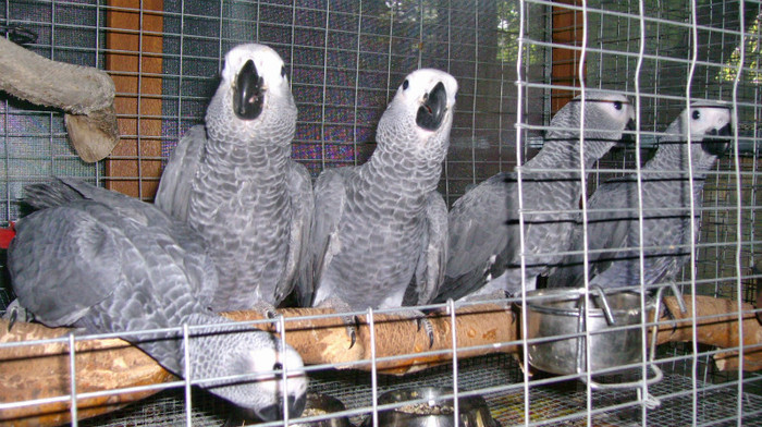 papagal jako african grey