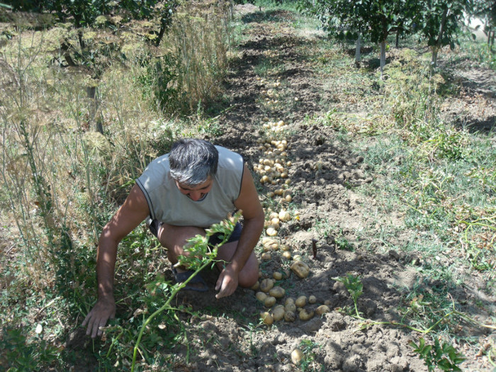 Picture 063 - gradina 2012
