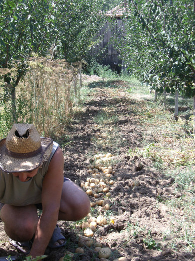 Picture 061 - gradina 2012
