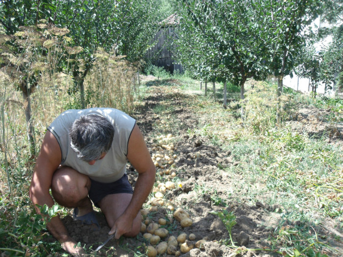 Picture 067 - gradina 2012